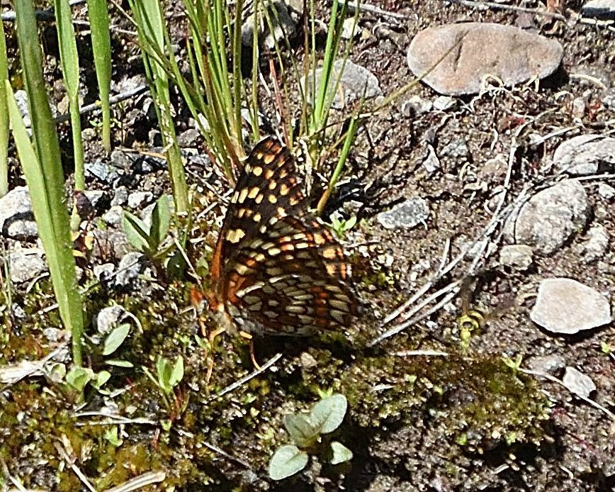 Northern Checkerspot from Horseshoe Ranch Wildlife Area, Siskiyou