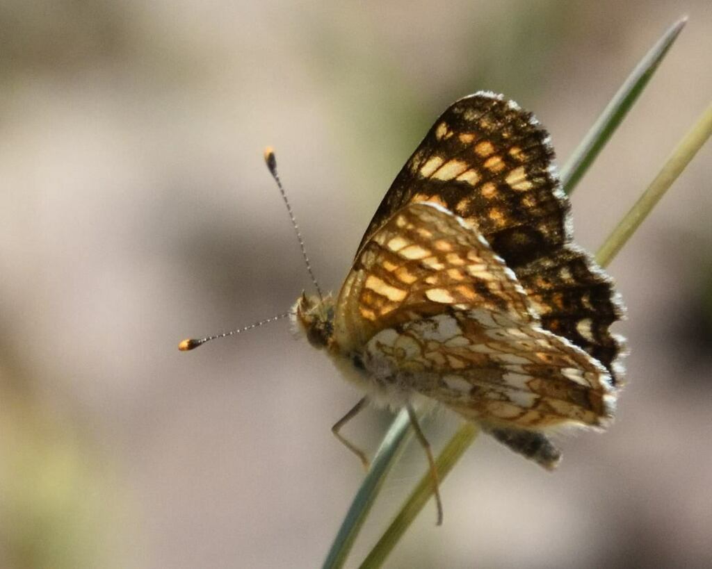California Crescent from Horseshoe Ranch Wildlife Area, Copco Rd