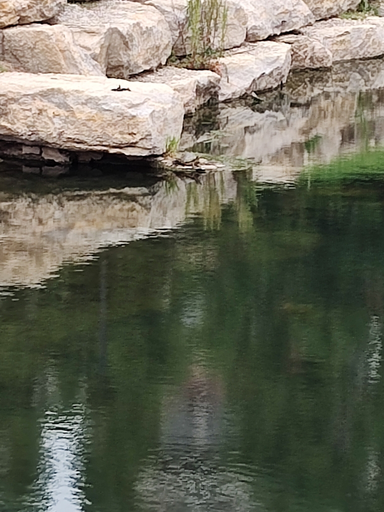 Turtles and Tortoises from Pine Ridge West Business Park, Lenexa, KS