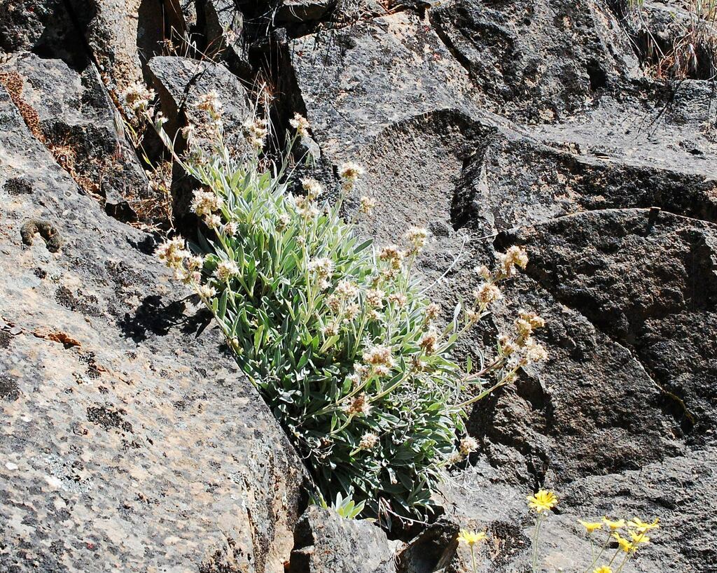 serpentine phacelia from Horseshoe Ranch Wildlife Area, CSNM, Copco Rd
