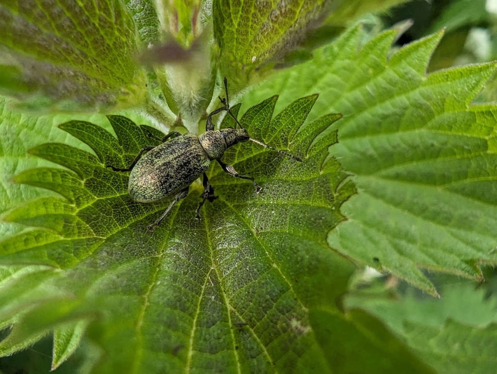 Nettle weevil from by Crosshall Brow, Ormskirk L39, UK on May 18, 2024