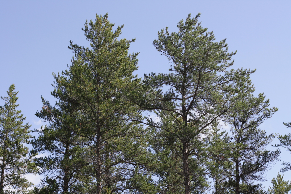 Jack Pine (Trees of Manitoba) · iNaturalist
