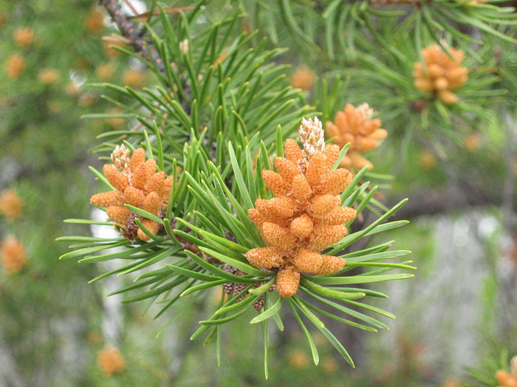 Jack Pine (Trees of Manitoba) · iNaturalist