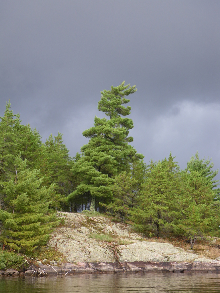 Eastern White Pine (Trees of Manitoba) · iNaturalist