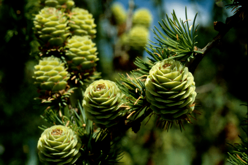 Tamarack (Larch) (Trees of Manitoba) · iNaturalist
