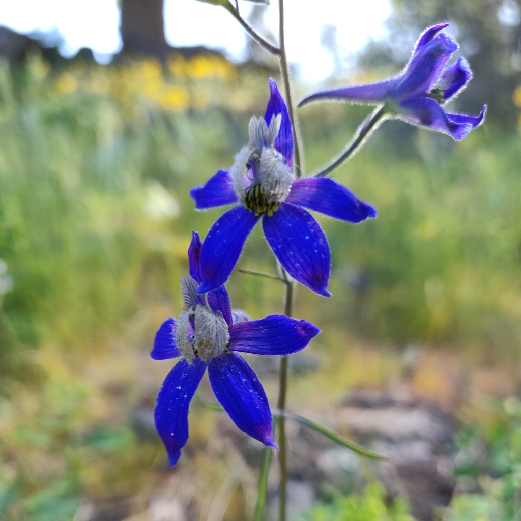 Nuttall's larkspur (Guide to OSU Collins Demonstration Forest, Gold