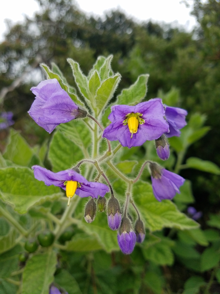nightshades (Solanaceae (Potato or Nightshade) of the Pacific Northwest