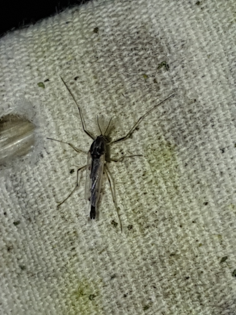 Nonbiting Midges from Brooktondale, NY 14817, USA on May 24, 2024 at