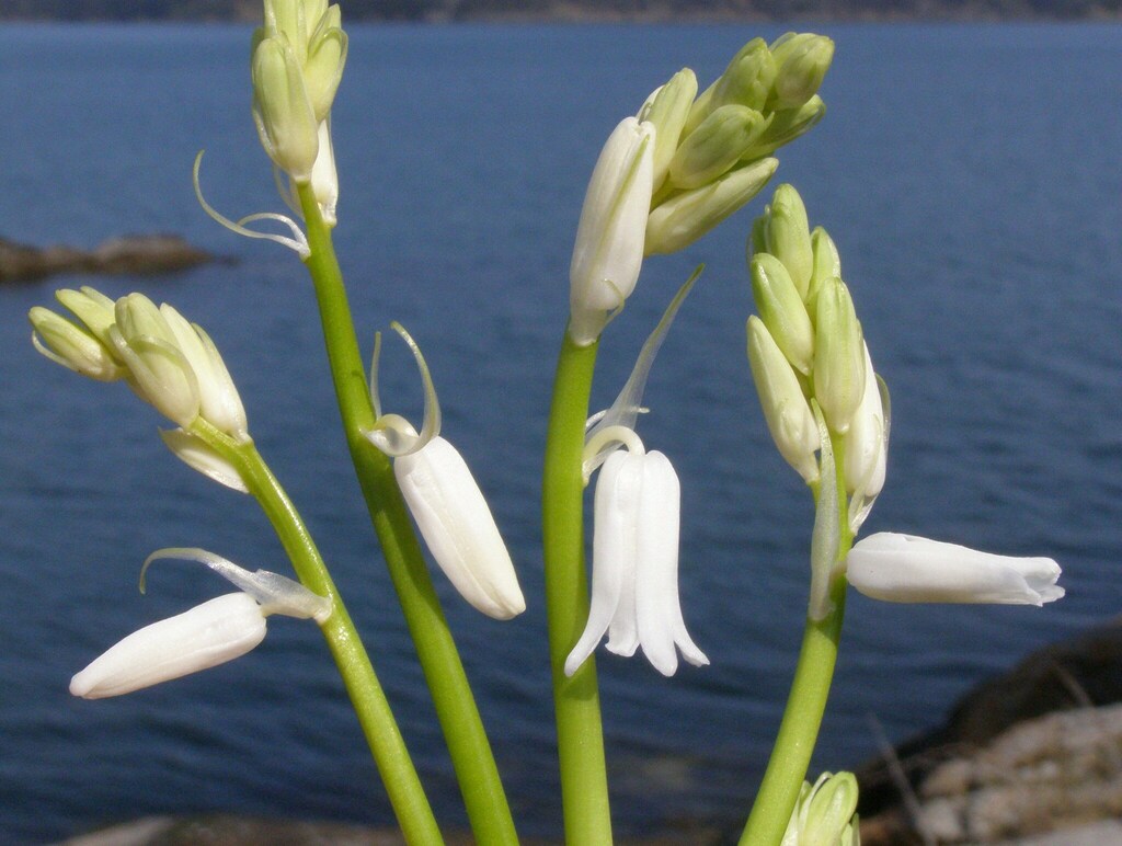 Hybrid bluebell from Flower Island, San Juan County, Washington, USA on