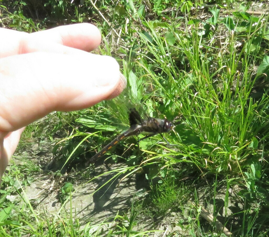 Common Baskettail from Milton, VT 05468, USA on May 26, 2024 at 0312