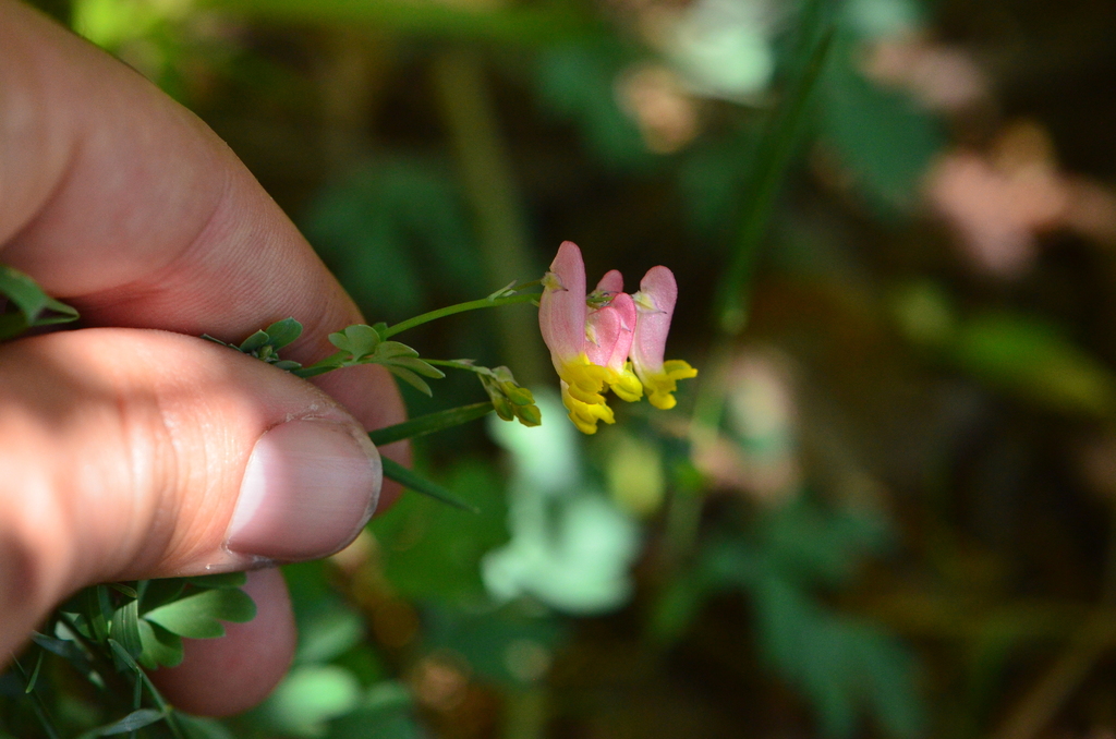 rock harlequin from Preston Pond, Bolton, VT 05465, USA on May 26, 2024