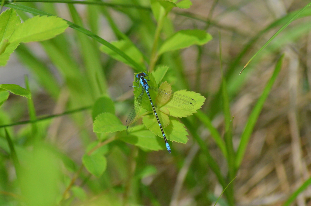 Aurora Damsel from Preston Pond, Bolton, VT 05465, USA on May 26, 2024