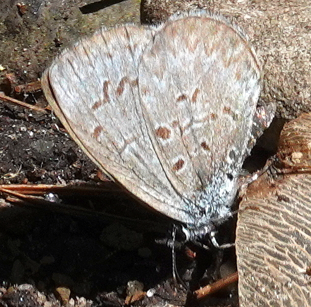Northern Azure from Merivale Gardens Grenfell Glen Pineglen