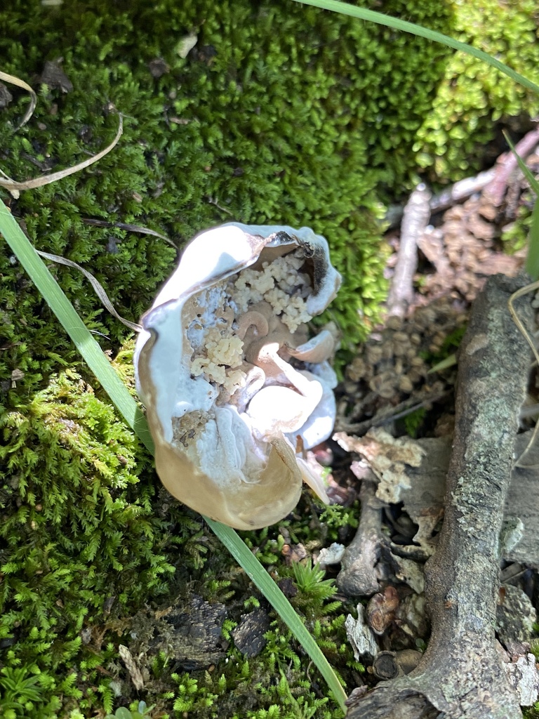 Hypomyces cervinigenus in May 2024 by Jim Oehmke. Smells like dead fish