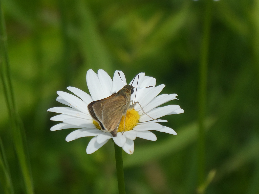 Hesperiina from Carter Caves State Resort Park, 344 Caveland Dr, Olive