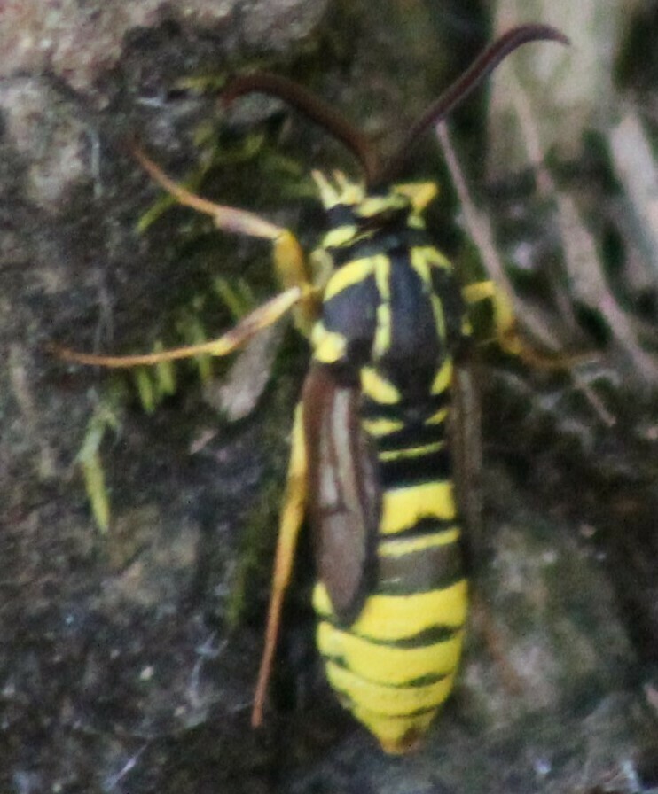 American Moth from Mendocino National Forest Resource