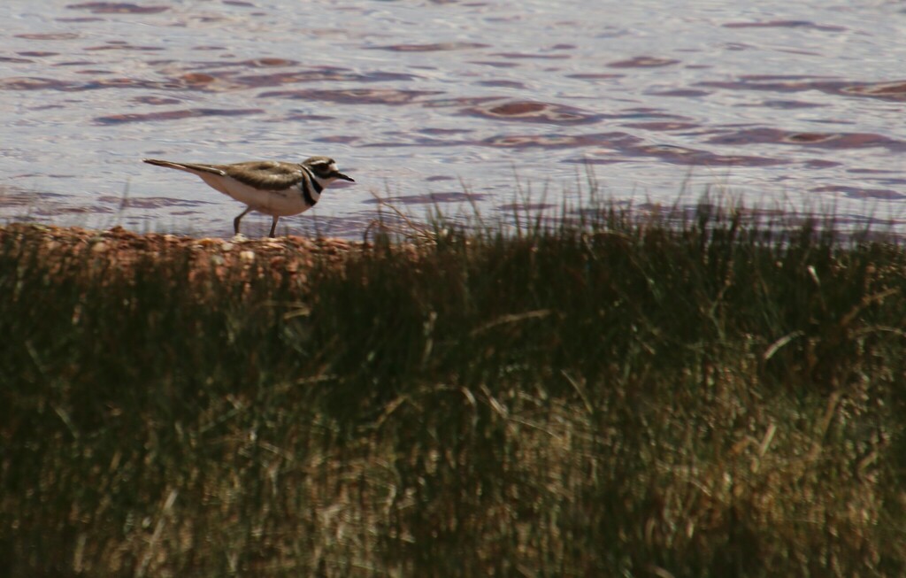 Killdeer from Park County, CO, USA on May 30, 2024 at 1253 PM by Scott
