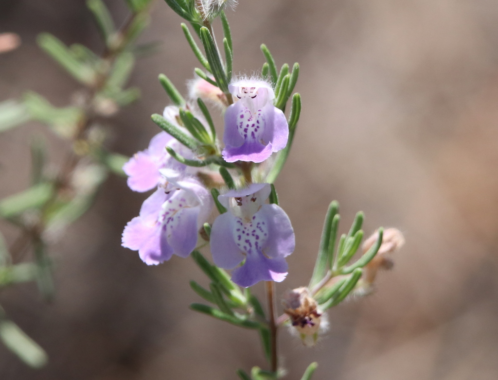 False Rosemary (North Carolina Aquarium on Roanoke Island Plants in