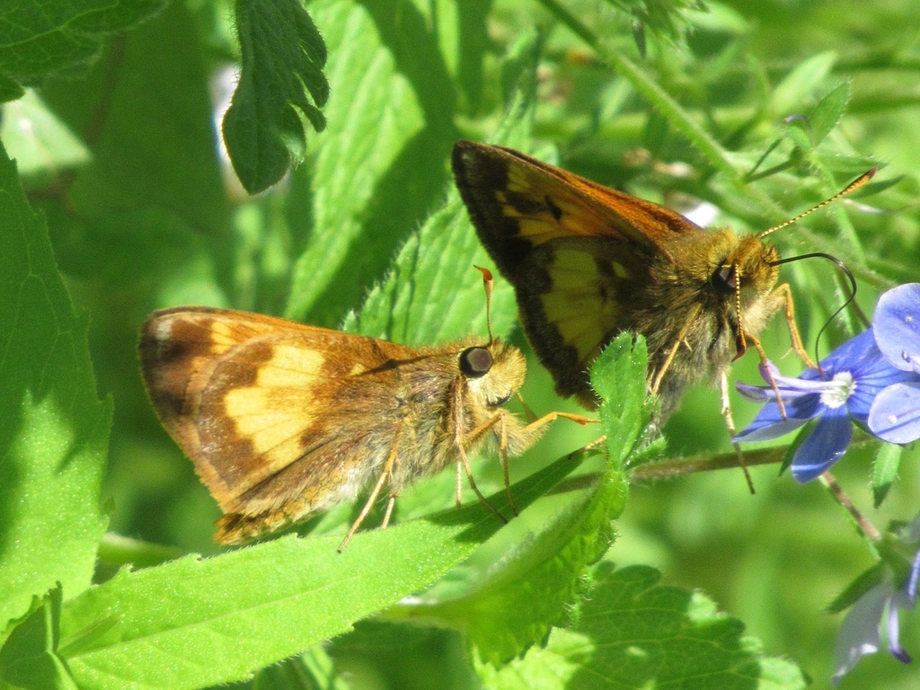 Hobomok Skipper from Platte Clove Bruderhof Community, NY 12427, USA on