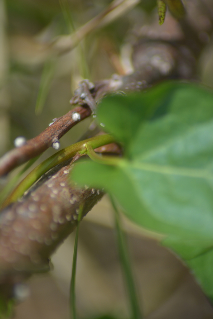 field bindweed from Yellow Medicine County, MN, USA on May 17, 2019 at