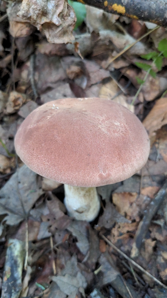 reddish brown bitter bolete from Rosslyn, KY 40380, USA on June 9, 2024