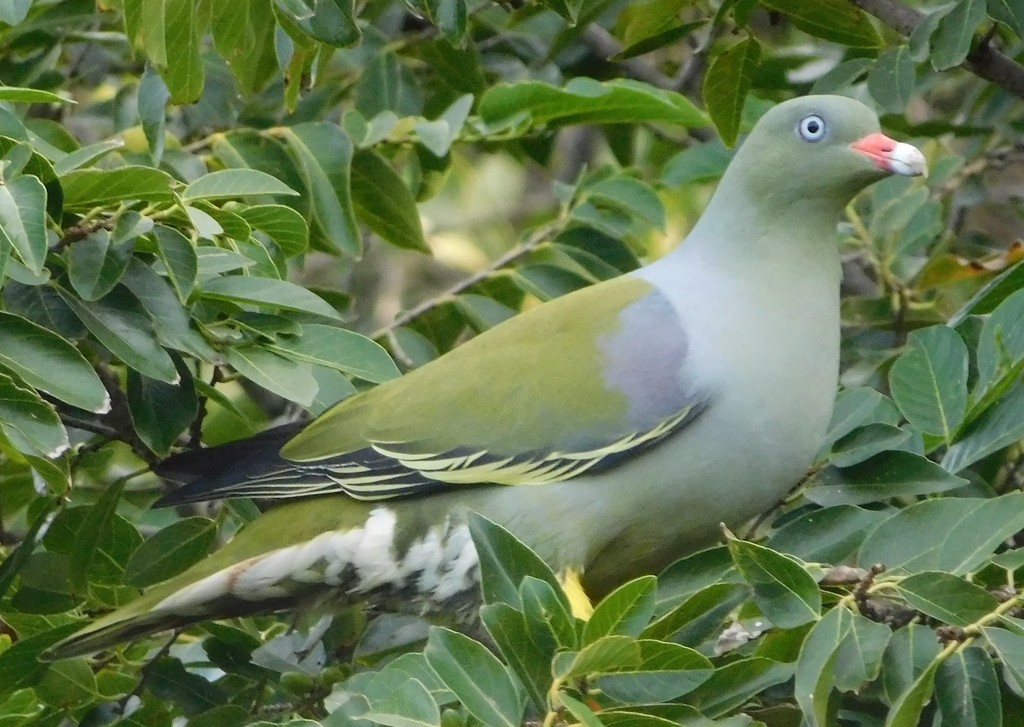 African Green Pigeon (A guide to Africa, it's trees and animals