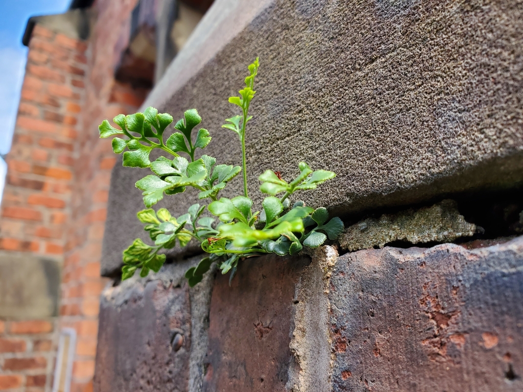 wallrue from Formby Methodist, Elbow Lane, Formby, Liverpool L37 4AF