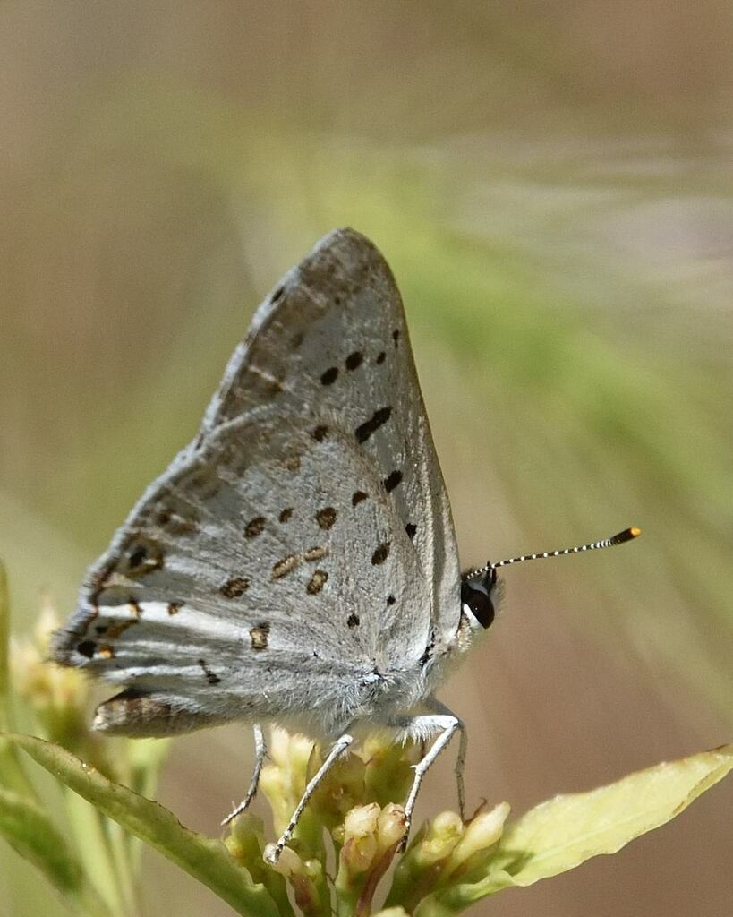 Great Copper from Horseshoe Ranch Wildlife Area, CSNM, Siskiyou County