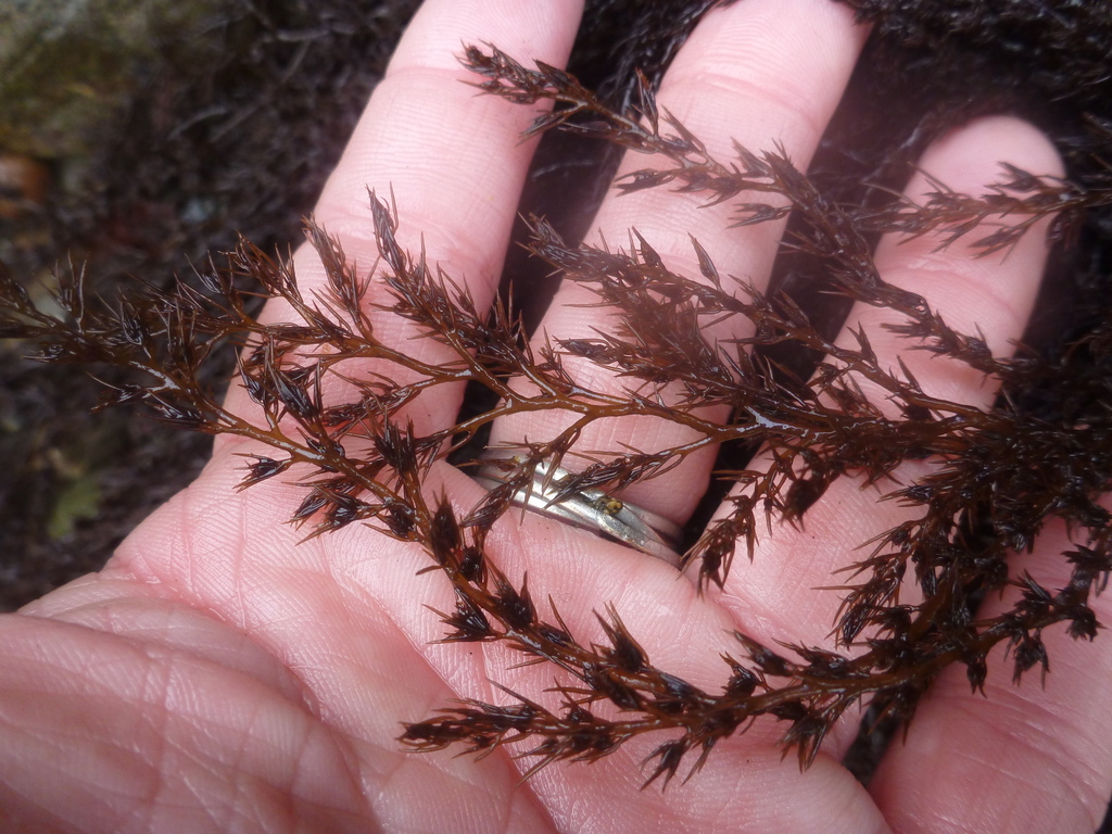 Sea Brush (MultiAgency Rocky Intertidal Network ) · iNaturalist