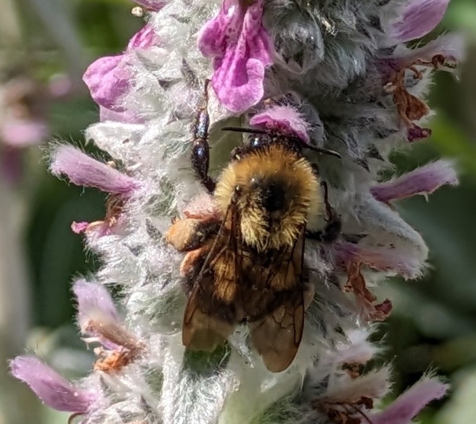 Twospotted Bumble Bee from Northwood Trails, Olathe, KS 66061, USA on