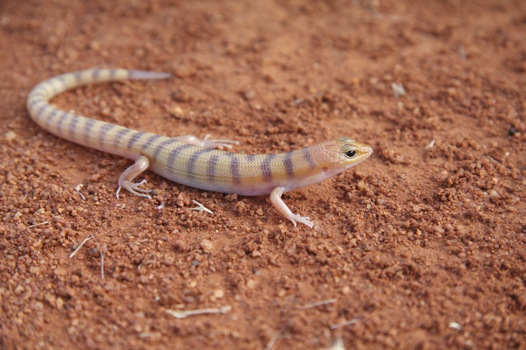 Broad Banded Sand Swimmer (Bon Bon Fauna) · Inaturalist