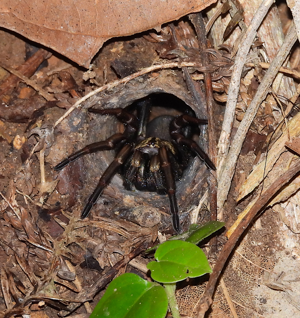 Brown Trapdoor Spiders from Noosa National Park, QLD 4567, Australia on