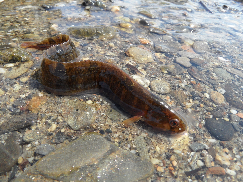 Rock gunnel (Nova Scotian Intertidal Species Guide) · iNaturalist Canada