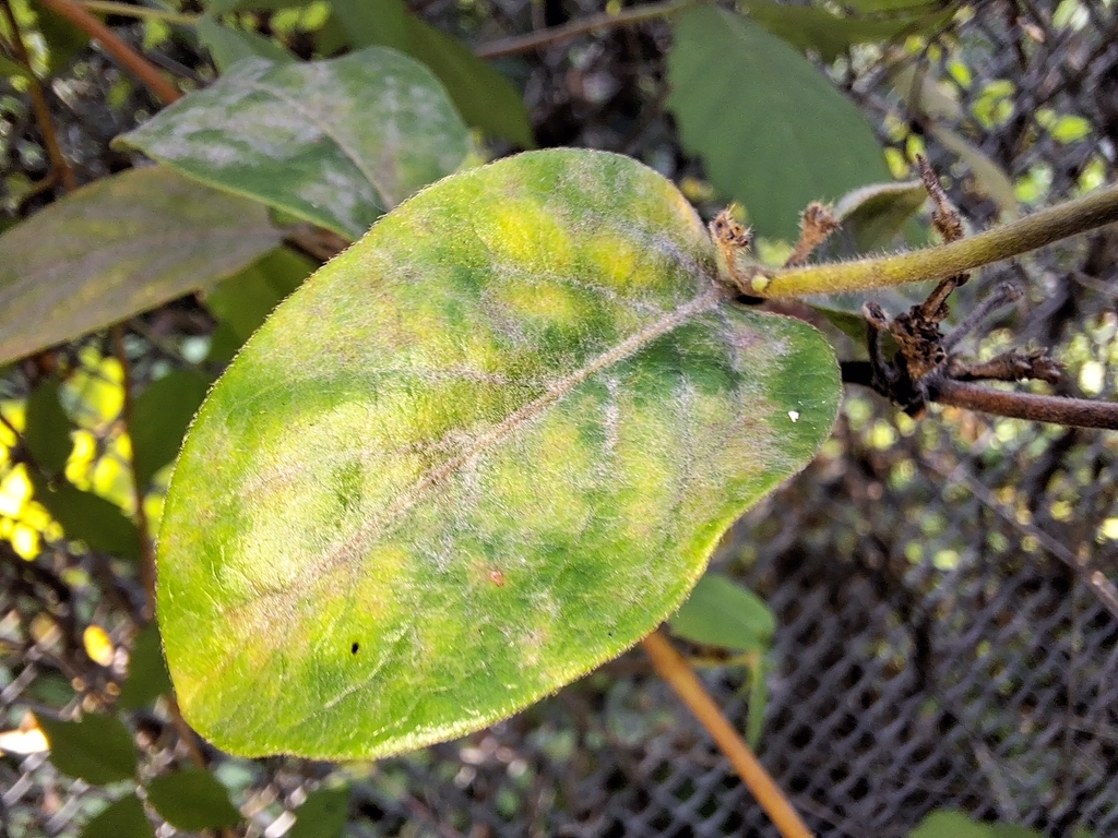 Honeysuckle Powdery Mildew from Mt Washington, Pittsburgh, PA, USA on