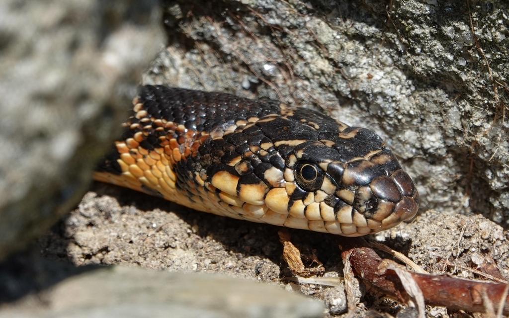 Horseshoe Whip Snake from Almada, Portugal on June 21, 2024 at 1030 AM