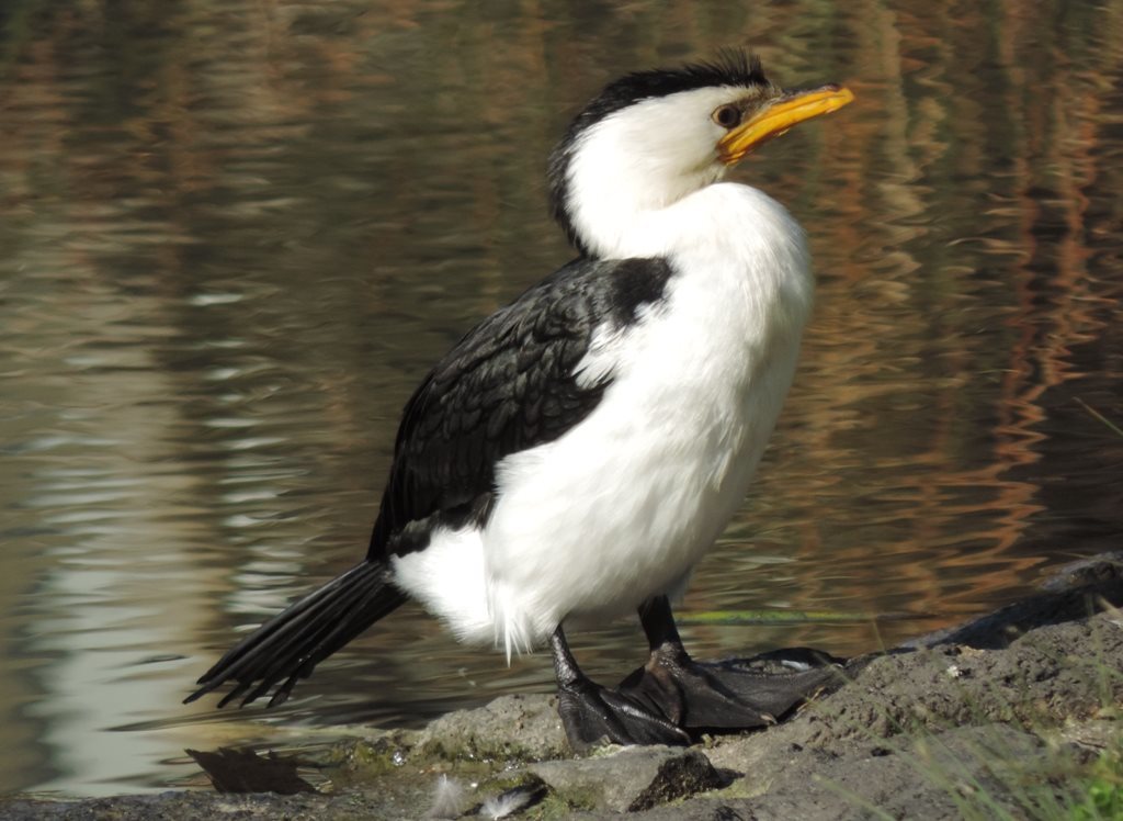 Little Pied Cormorant (Phalacrocorax melanoleucos) (Birds of the Sunshine Coast, Queensland
