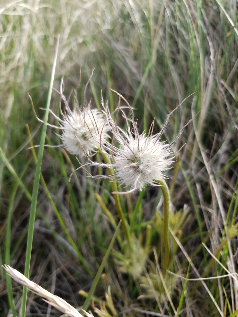 prairie pasqueflower from Truax, ND, USA on May 23, 2019 at 0600 PM by