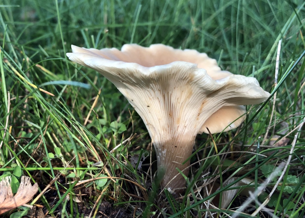 Shoehorn Oyster from Monroe County, IN, USA on May 23, 2019 at 0637 PM by Ron Kerner. Note