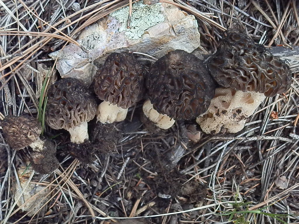 Black Morels in May 2019 by pinonbistro. Gregarious on burnt ground