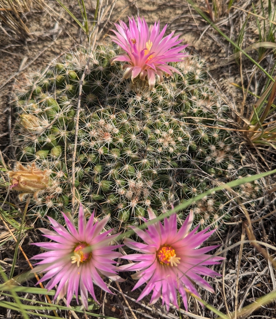 Spinystar from Liebenthal, SK S0N 1L0, Canada on June 23, 2024 at 0512