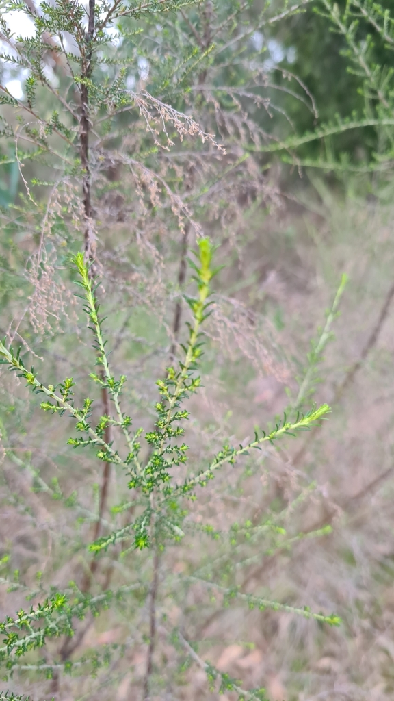 Sifton Bush from Donvale VIC 3111, Australia on June 25, 2024 at 0822