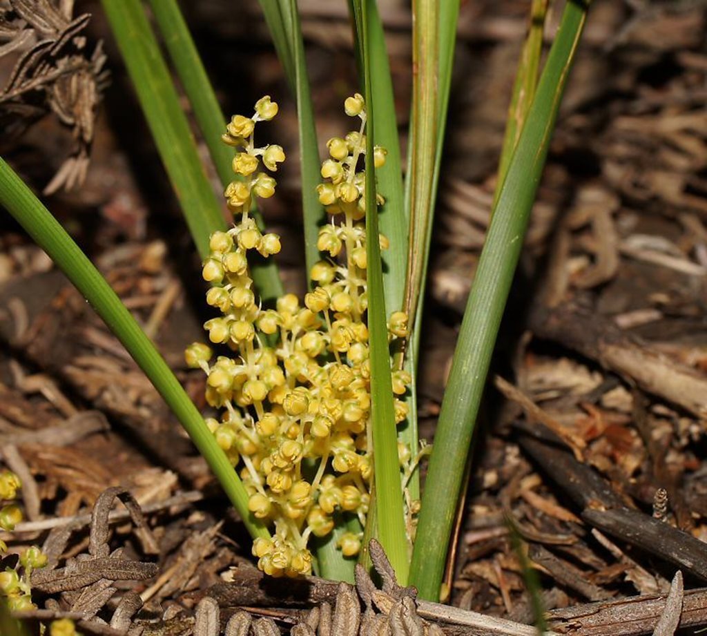 wattle matrush (Logan Creeks & Streams Flora) · iNaturalist Australia