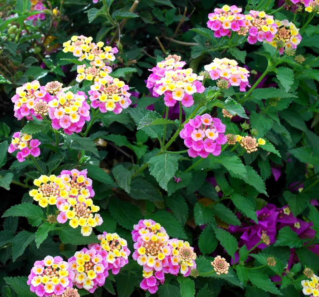 Lantana, Venturosa, Sanguinaria (Plantas Prioritarias y