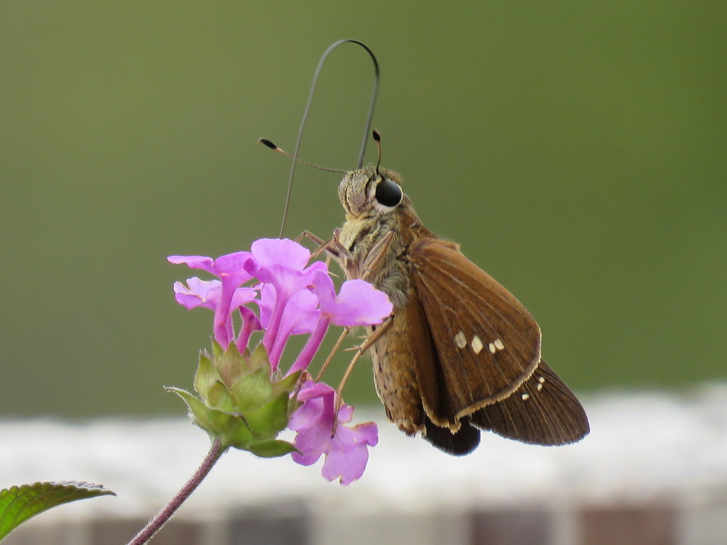 Lantana, Venturosa, Sanguinaria (Plantas Prioritarias y