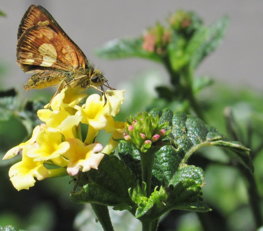 Lantana, Venturosa, Sanguinaria (Plantas Prioritarias y
