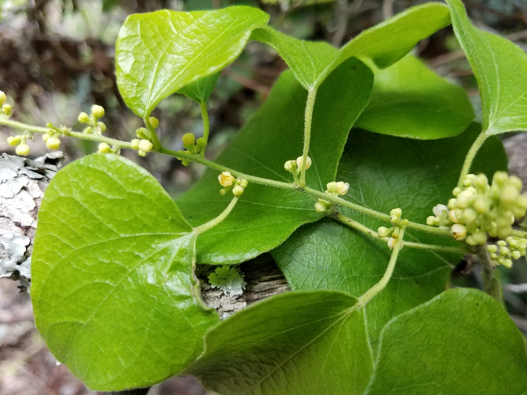 Carolina snailseed (Crescent Bend Nature Park - Plants) · iNaturalist