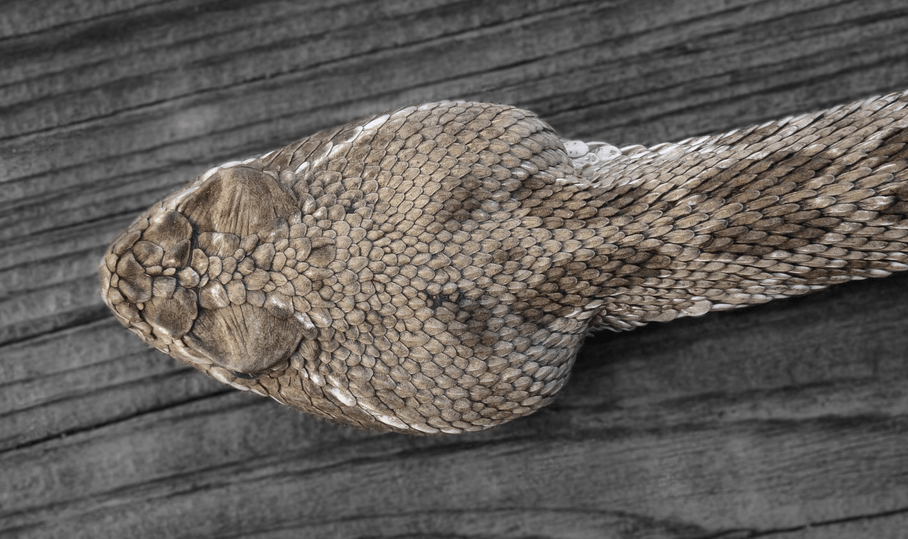 Prairie Rattlesnake (Idaho Reptiles) · iNaturalist