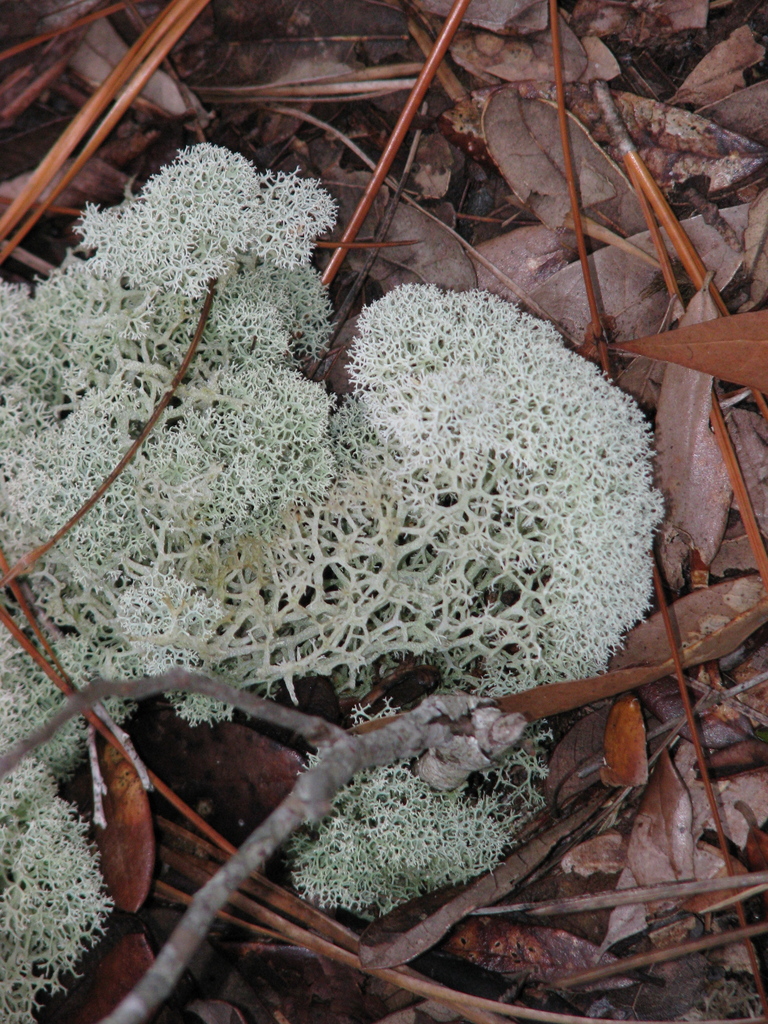 Deer Moss (Evan’s Mycology Guide) · iNaturalist