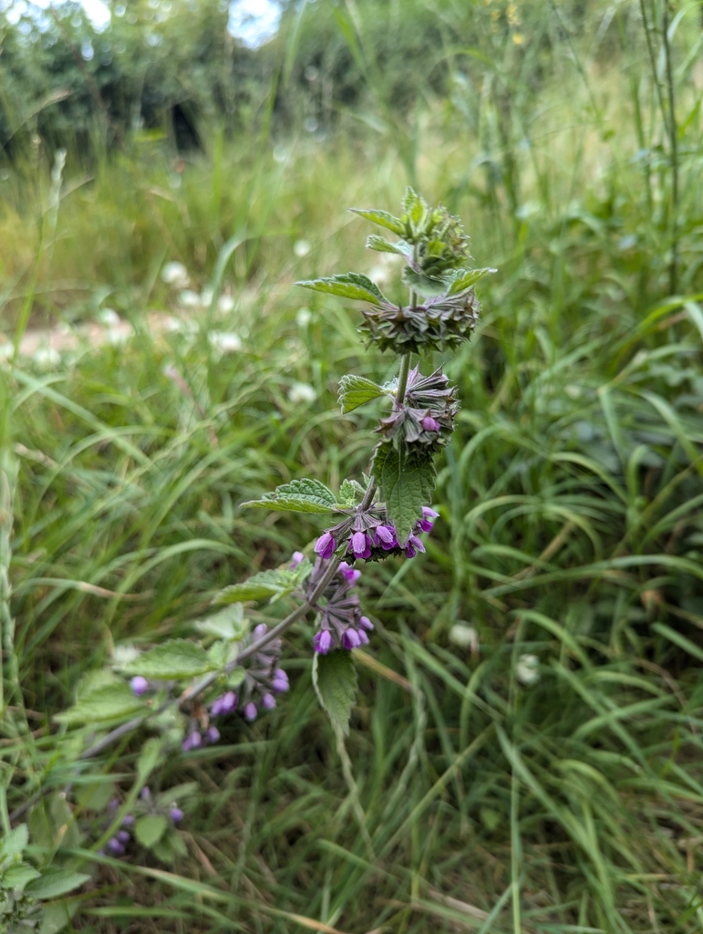 Black horehound from National Trust Box Hill, The Old Fort Box Hill