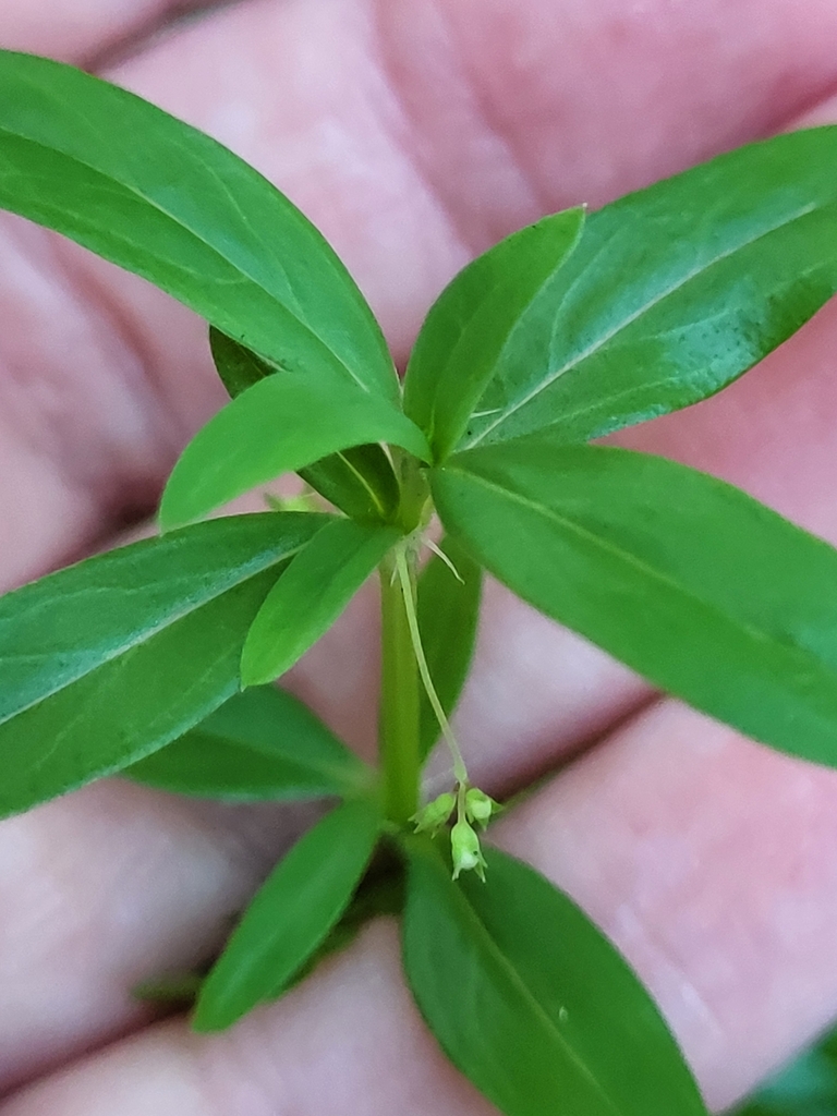Old World Diamond Flower in July 2024 by V. Crouton · iNaturalist